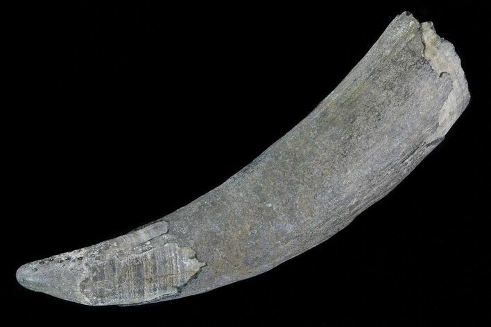 Fossil Pygmy Sperm Whale (Kogiopsis) Tooth #78234